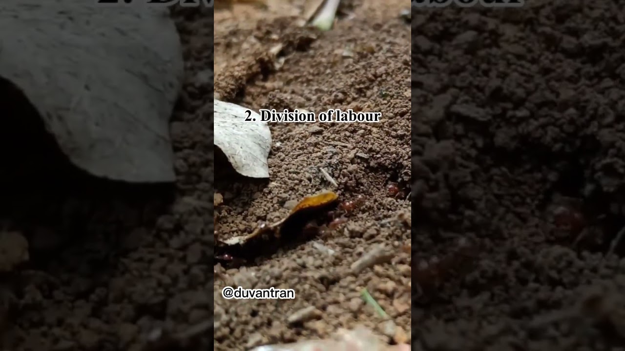 The Social World of Ants: Division of Labor Revealed #shorts #animallife #animalplanet
