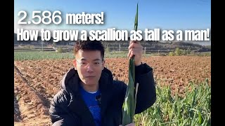 2.586 metersThe tallest scallion in the world and the secret to cultivate it#scallion #zhangqiu