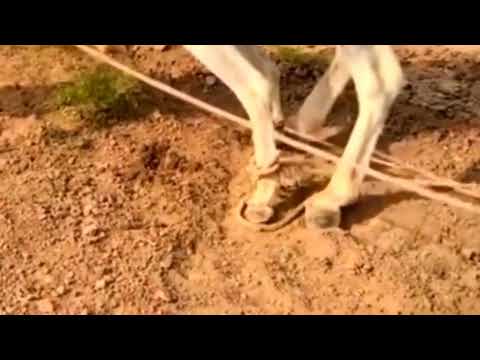 Donkey Meeting Video