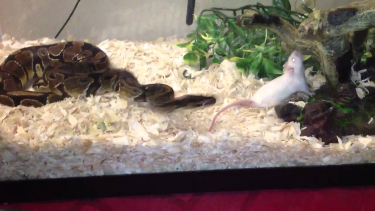 My Ball Python Eating A Mouse - YouTube