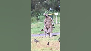 before and after animal growth 📈📈