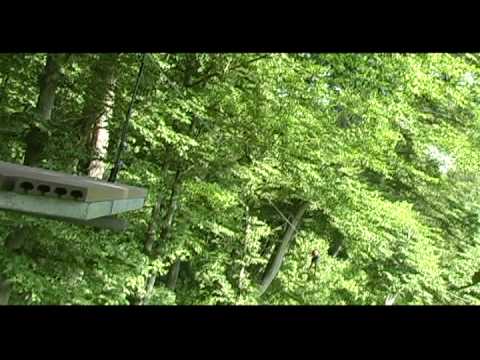 Hocking Hills Canopy Tour June 2009 - Video 2 of 4