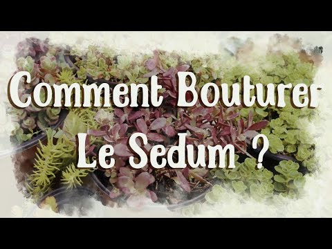 Vidéo: Cultiver des plantes succulentes Coppertone - Comment entretenir les plantes de sedum Coppertone