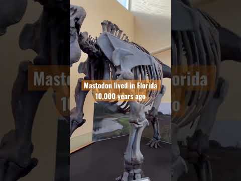 Huge Florida Mastodon