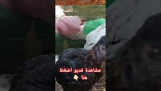 دجاجة البلدي المغرب 2023 مشروع