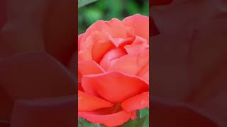 Beautiful Rose ? flowering whatsapp status  #rose #shorts