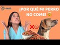 ¿POR QUÉ MI PERRO NO QUIERE COMER? | ¿Qué hacer? - Lauvet