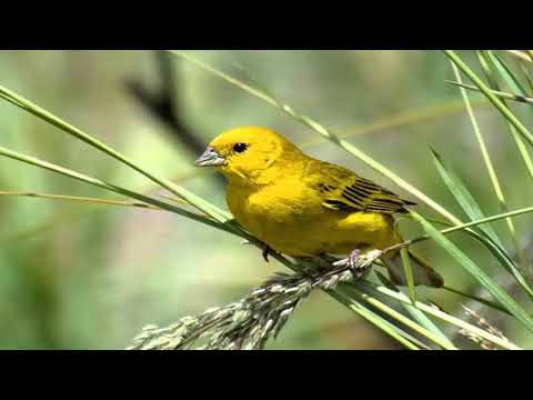 JILGUERO ARGENTINO -