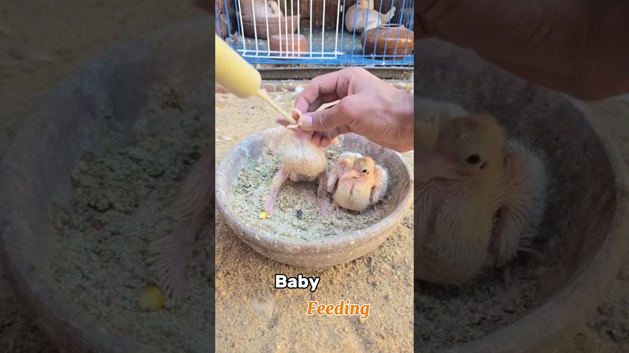 Pigeon Baby Hand Feeding | Baby Feeding | Pigeon Clash 
