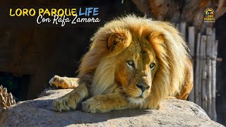 Lions - S02E05 - Loro Parque LIFE