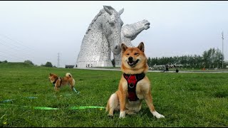 Shiba Inu sisters visit the Kelpies.