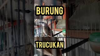 Download Lagu TRUCUKAN GACOR NIH #trucukan #trucukangacor #trucuk MP3