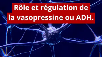 Quel est le rôle de la vasopressine ?