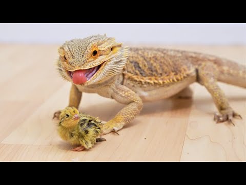 Bearded Dragon eats a mouse and quail chick