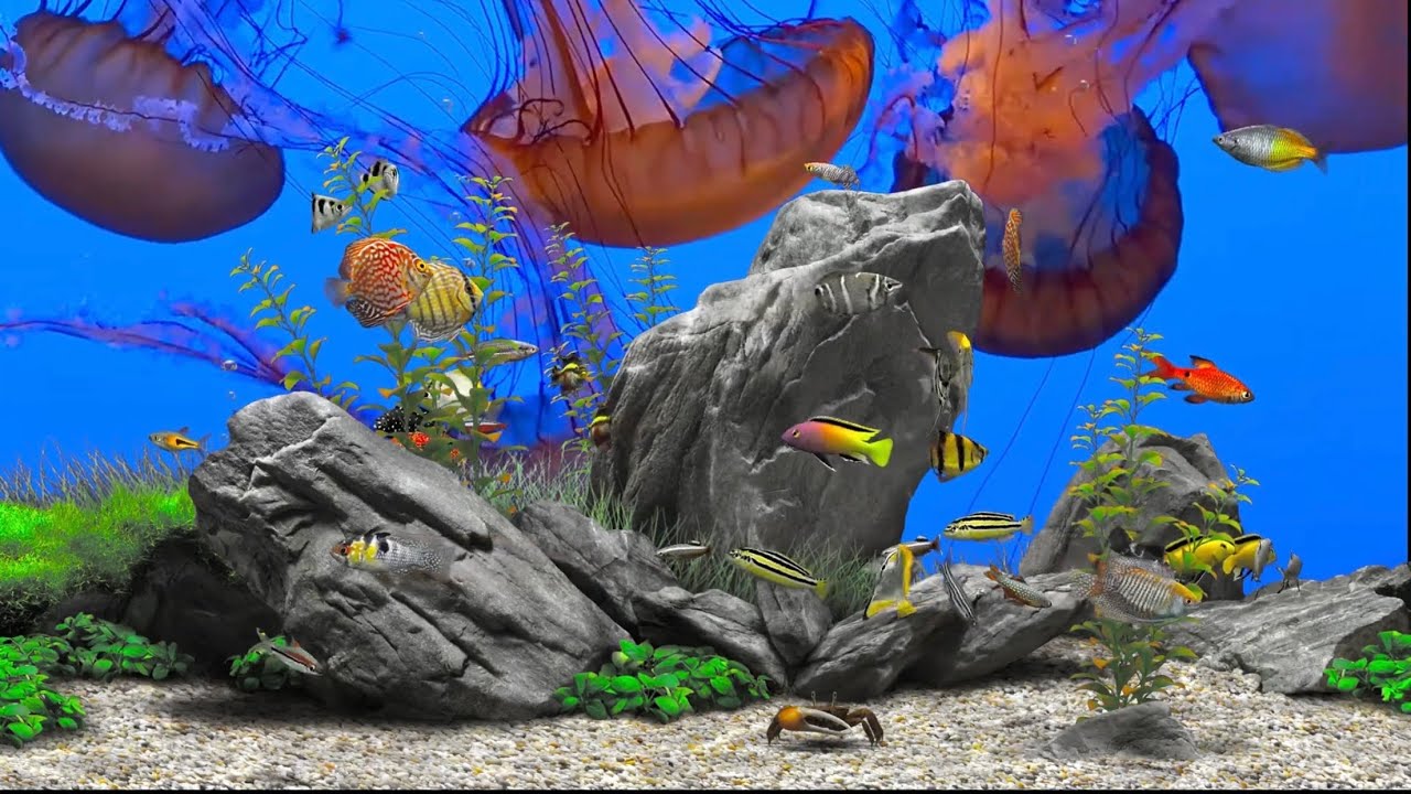 Jellyfish (4K UHD60) Movie Background Digital Fish Aquarium Relaxing
