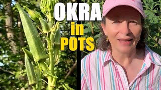 Can You Grow OKRA in CONTAINERS | Make OKRA Produce MORE | Grow LARGE VEGGIES on your BALCONY