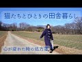 【🍃193話】65歳・心の欠乏感のお薬は?/3人前入り118円の特売やきそばが、タサン志麻さんのレシピでとんでもなく美味しくなった/お雛様と一緒にイチゴのチーズケーキ/猫8匹との生活🐈/八ヶ岳南麓物語