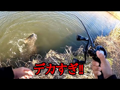 釣ってないはずが I used that forbidden lure for the first time in a while and