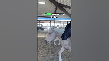 Unlocking Horse Communication: Energy, Emotion, and Interaction