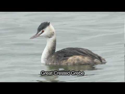 Video: Black-necked grebe - a unique bird with red eyes