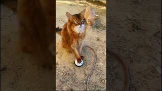 Cute Cat Has to Ring a Bell for Treats, and Her Freeloader Friend Does Nothing #cats #catshorts