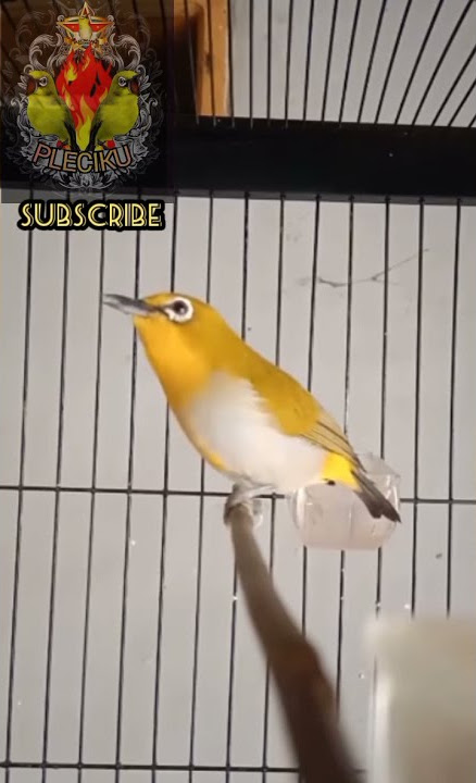 pleci bustomi gacor tembakan keren_ pleciku