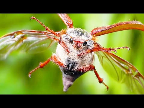 Интересные факты про майского жука. Факты про насекомых