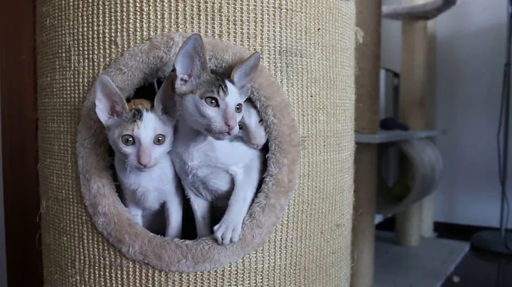 Video 82601: breed cornish rex, cornish rex kittens, cornish rex love, cornish rex baby, cornish rex playing, cat breed, kitten sweet