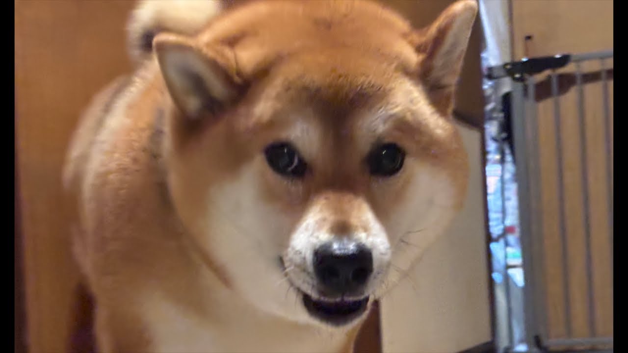柴犬よもぎは大雨でも散歩🐕☔️