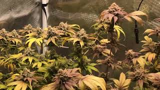 BIO365 Soil ~ Hella Jelly Humboldt Seed Co ~ Advanced Nutrients ~ Mars Hydro FC3000