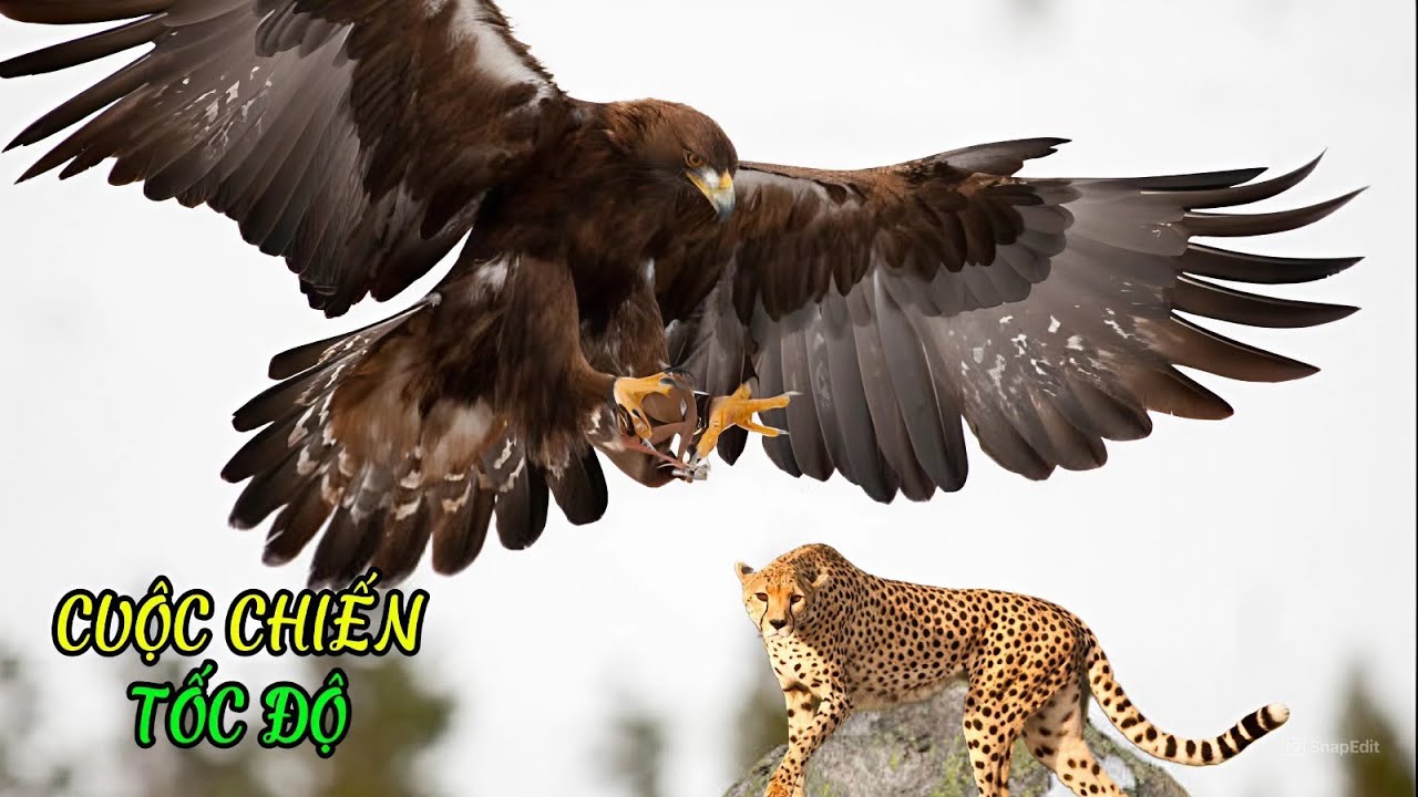 Kinh Ngạc: Loài Động Vật Chạy Nhanh Hơn Cả Siêu Xe Đua F1!