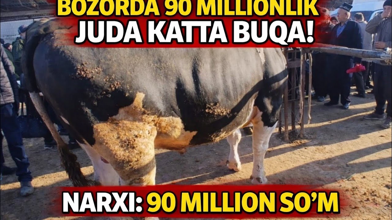 😱Bozorda 90 Millionlik Buqa kirdi Hama shu yerda
