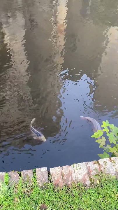 #music #reels #fun #newvideo #positivevibes #song #shorts #viral #trend #fishing #travel #instagram