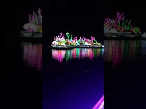 Шоу огней ✨ Кораллы 💫Show of Lights ✨ Corals #shorts #corals #show