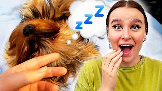 Das Video Endet, Wenn Mein Hund Egg Angreift - Celina