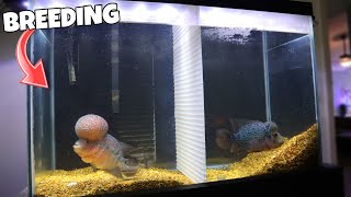 Breeding 2 Male Flowerhorns...?