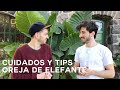 Alocasia Odora (Oreja de elefante) Cuidados y tips