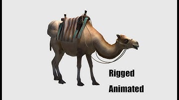 3D Animated Camel Model