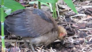 Brush turkey fledgling foraging by Sharon McGrigor