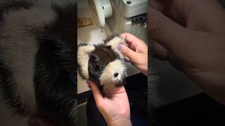 Turning One Mink Jacket Into Meaningful Keepsakes