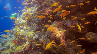 الغوص في البحر الأحمر | Diving in Red Sea