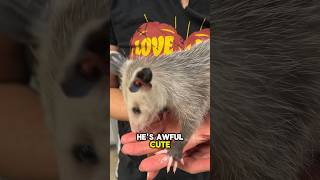 Meet Jeorge: The Amazing Male Virginia Opossum! #shorts #animals