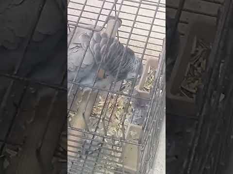 نغمة الهاتف Bird طيور الحب Parrot Cute 