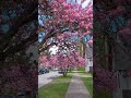 Did you know this street exists in East Vancouver? 🌸 #vancouver #travel #busking