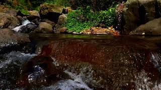 Forest River Sanctuary: Serenity Amidst Nature.