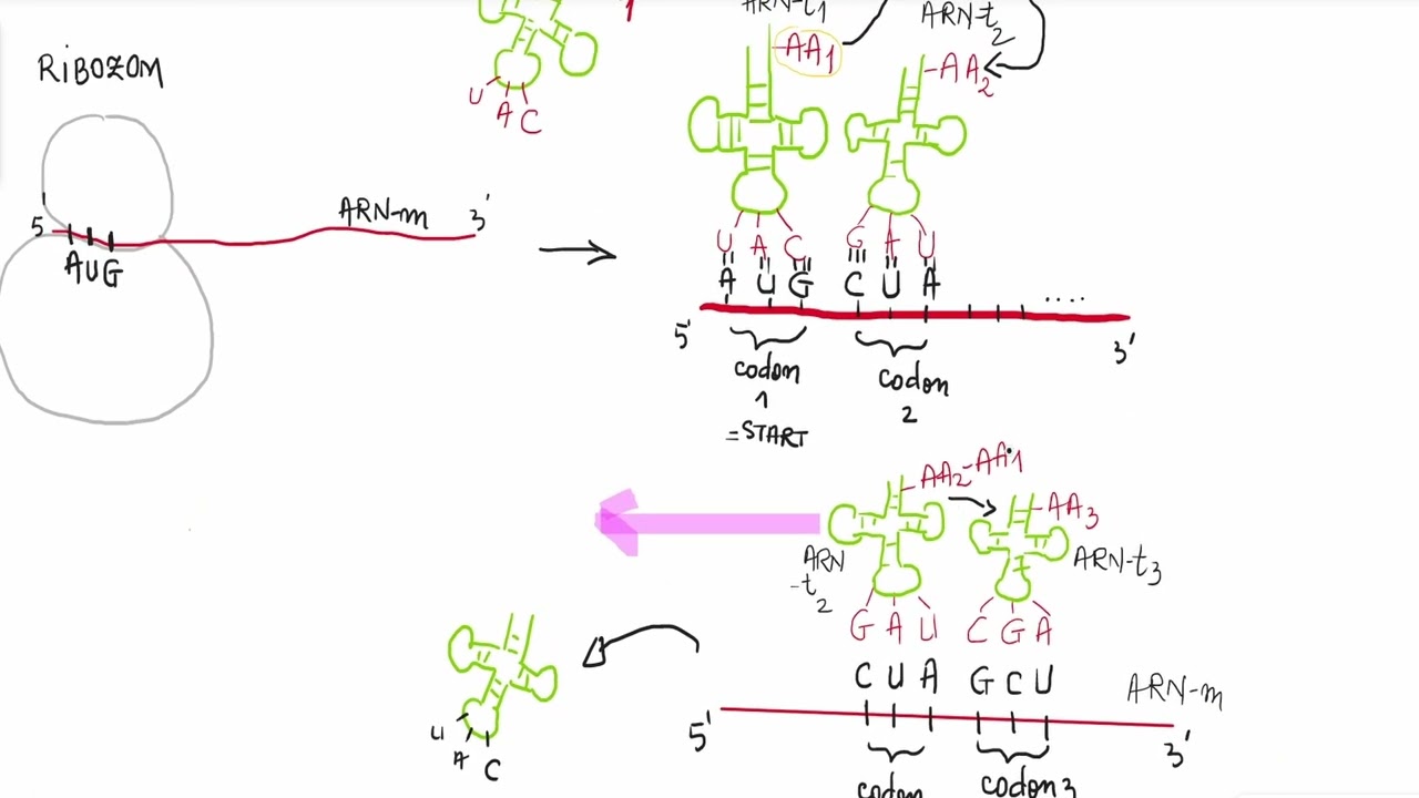 Barrons 3.6 Sinteza proteinelor