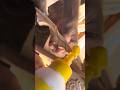 Wood Door Repair with Glue & Putty | Smooth Finishing Process