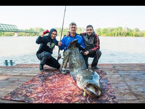 Som rečna ala,surova borba- Monster catfish.