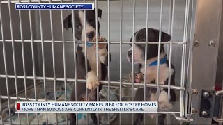 Ross County dog shelter desperate for foster families