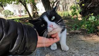 Tuxie The Cat Is Very Friendly And Very Hungry Every Time We Meet